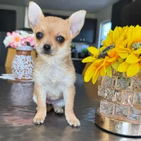 Tiny Foxy , a female Chihuahua for sale in Corona, CA – 1 of 3