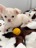 Koda - LC blue eye Babydoll face , a male Chihuahua for sale in Corona, CA – 1 of 5