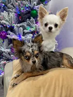 Blue Merle Tri Zues - Rare Gem, a male Chihuahua for sale in Corona, CA – 2 of 2