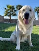 Bentley , a male English Cream Golden Retriever for sale in Corona, CA – 5 of 7