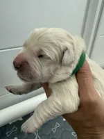 Bentley , a male English Cream Golden Retriever for sale in Corona, CA – 3 of 7