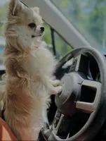 Ellie (Long coat), a female Chihuahua for sale in Corona, CA – Photo 3 of 4