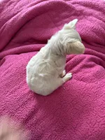 Ellie (Long coat), a female Chihuahua for sale in Corona, CA – Photo 2 of 4