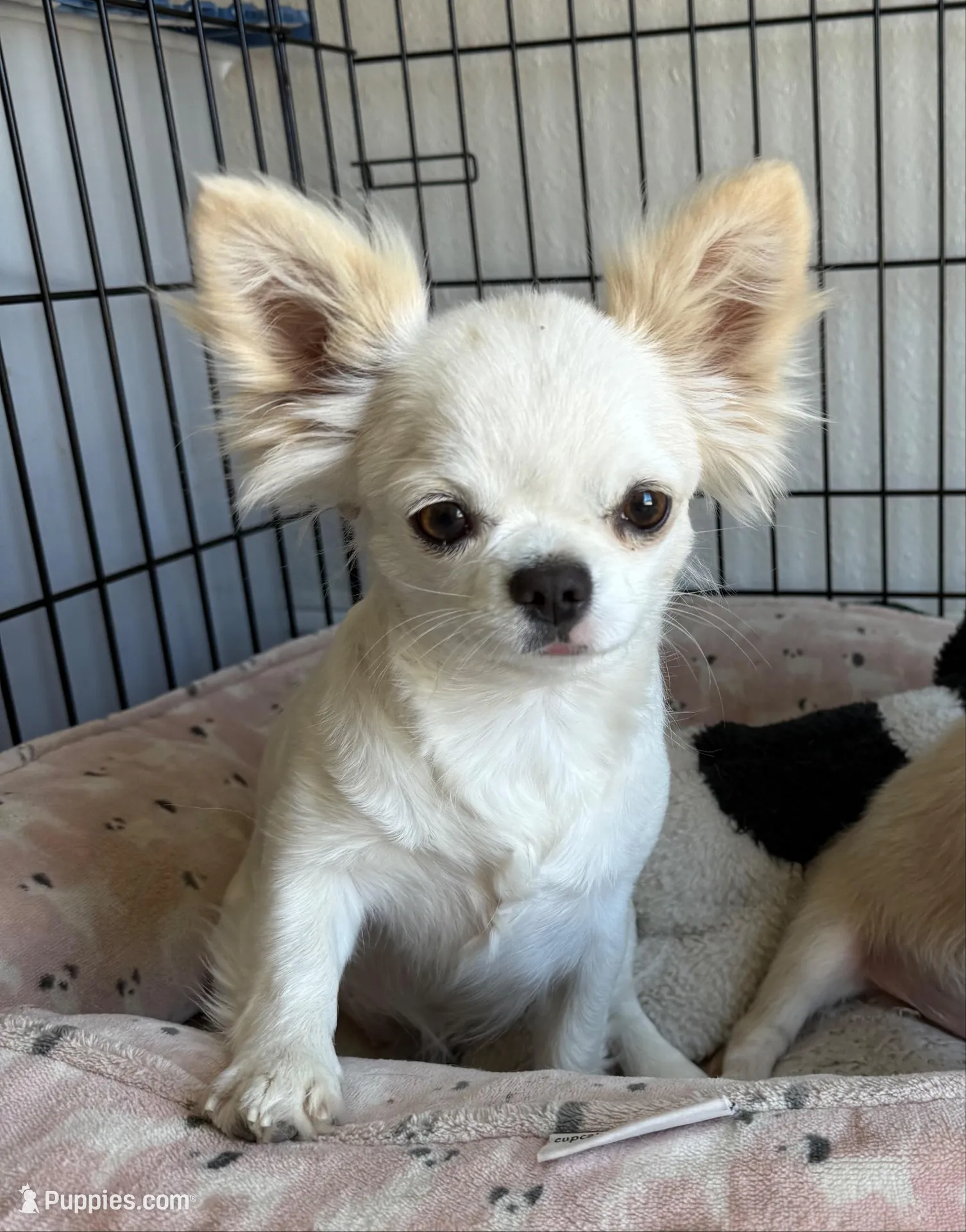Husky Color Babydoll face LC Mochi, a male Chihuahua for sale in Corona, CA – Photo 4 of 4