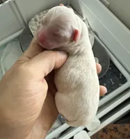 Akc Lily , a female Chihuahua for sale in Corona, CA – 2 of 5