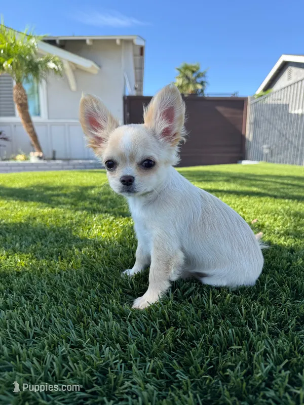 Waffle - Babydoll face long coat  – Chihuahua puppy for sale in Corona, CA