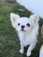 Koda - LC blue eye Babydoll face , a male Chihuahua for sale in Corona, CA – 5 of 5