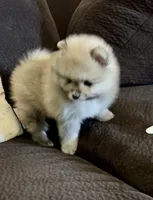 Sparkles, a male Pomeranian for sale in Redding, CA – Photo 4 of 5