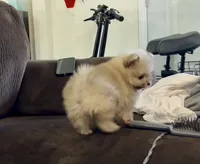 Sparkles, a male Pomeranian for sale in Redding, CA – Photo 5 of 5