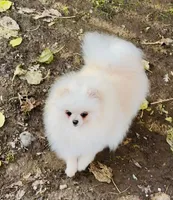 processed/ed62dc7e-c339-44ef-9a35-c859e8782930/listing/033b15fb-f4e3-4e62-949e-595006eb5b92/b7954a29-e205-4c06-9612-6d8880e44784