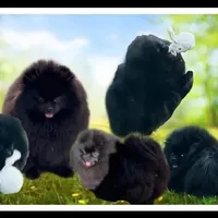 Sparkles, a male Pomeranian for sale in Redding, CA – Photo 1 of 5