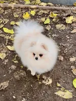 processed/ed62dc7e-c339-44ef-9a35-c859e8782930/listing/033b15fb-f4e3-4e62-949e-595006eb5b92/d00480b2-aa42-42e9-8cfe-02d56ff0f60a