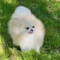 Sparkles, a male Pomeranian for sale in Redding, CA – Photo 2 of 5