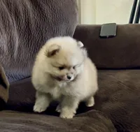 Sparkles, a male Pomeranian for sale in Redding, CA – Photo 3 of 5