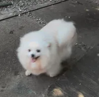 Maui, a male Pomeranian for sale in Redding, CA – 9 of 10