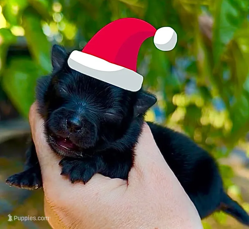 Boy – Pomeranian puppy for sale in Redding, CA