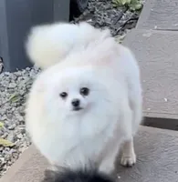 Upcoming, a  Pomeranian for sale in Redding, CA – 2 of 9