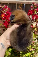Red sable Swagger, a male Pomeranian for sale in Redding, CA – 6 of 6