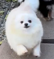 Maui, a male Pomeranian for sale in Redding, CA – 8 of 10