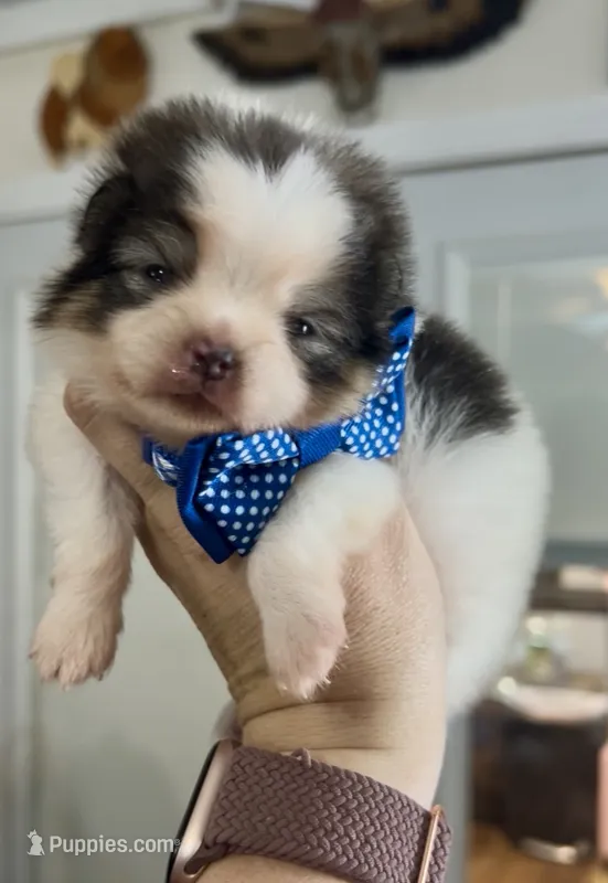 Maui – Pomeranian puppy for sale in Redding, CA