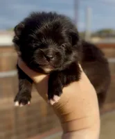 Girl, a male Pomeranian for sale in Redding, CA – 8 of 10