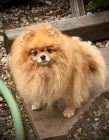 Red sable Swagger, a male Pomeranian for sale in Redding, CA – 3 of 10