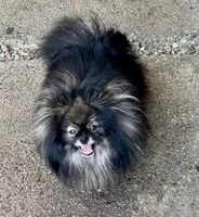 Boy, a male Pomeranian for sale in Redding, CA – 5 of 7
