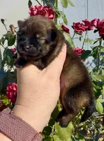 Red sable Swagger, a male Pomeranian for sale in Redding, CA – 10 of 10