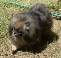 Upcoming, a  Pomeranian for sale in Redding, CA – 5 of 9