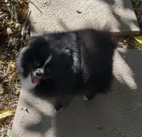 Millie, a  Pomeranian for sale in Redding, CA – 4 of 6