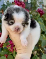 Maui, a male Pomeranian for sale in Redding, CA – 4 of 10