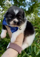 Stitch, a male Pomeranian for sale in Redding, CA – 7 of 10