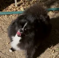 Girl, a male Pomeranian for sale in Redding, CA – 4 of 10