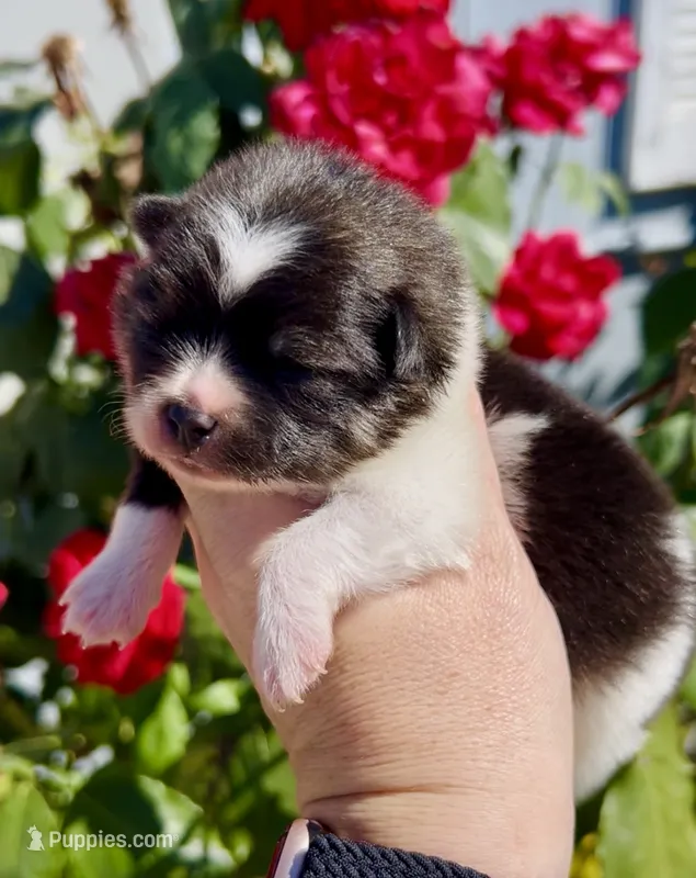 Marshmallows pup – Pomeranian puppy for sale in Redding, CA