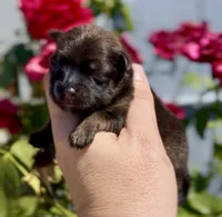 Red sable Swagger, a male Pomeranian for sale in Redding, CA – 2 of 10