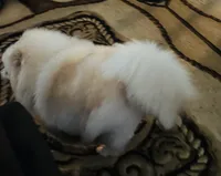 Upcoming, a  Pomeranian for sale in Redding, CA – 8 of 9
