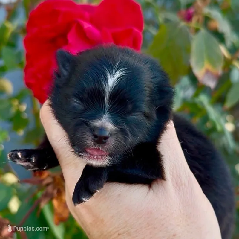 Boy – Pomeranian puppy for sale in Redding, CA