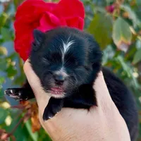 Boy, a male Pomeranian for sale in Redding, CA – 1 of 7