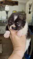 Stitch, a male Pomeranian for sale in Redding, CA – 5 of 10