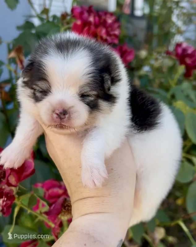 Maui – Pomeranian puppy for sale in Redding, CA