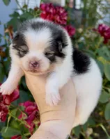 Maui, a male Pomeranian for sale in Redding, CA – 1 of 10