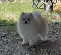 Upcoming, a  Pomeranian for sale in Redding, CA – 5 of 10