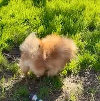 Red sable Swagger, a male Pomeranian for sale in Redding, CA – 5 of 10