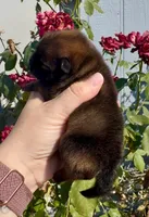 Red sable Swagger, a male Pomeranian for sale in Redding, CA – 1 of 10