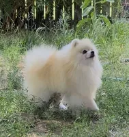Upcoming, a  Pomeranian for sale in Redding, CA – 6 of 10