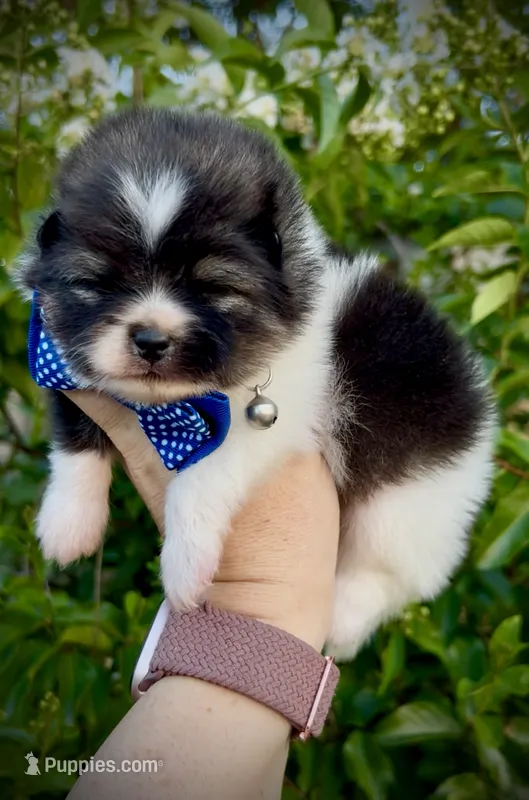 Stitch – Pomeranian puppy for sale in Redding, CA
