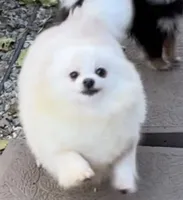 Upcoming, a  Pomeranian for sale in Redding, CA – 3 of 9