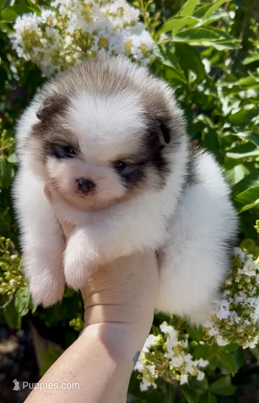 Maui – Pomeranian puppy for sale in Redding, CA