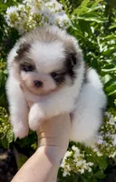 Maui, a male Pomeranian for sale in Redding, CA – 1 of 10
