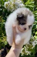 Maui, a male Pomeranian for sale in Redding, CA – 10 of 10